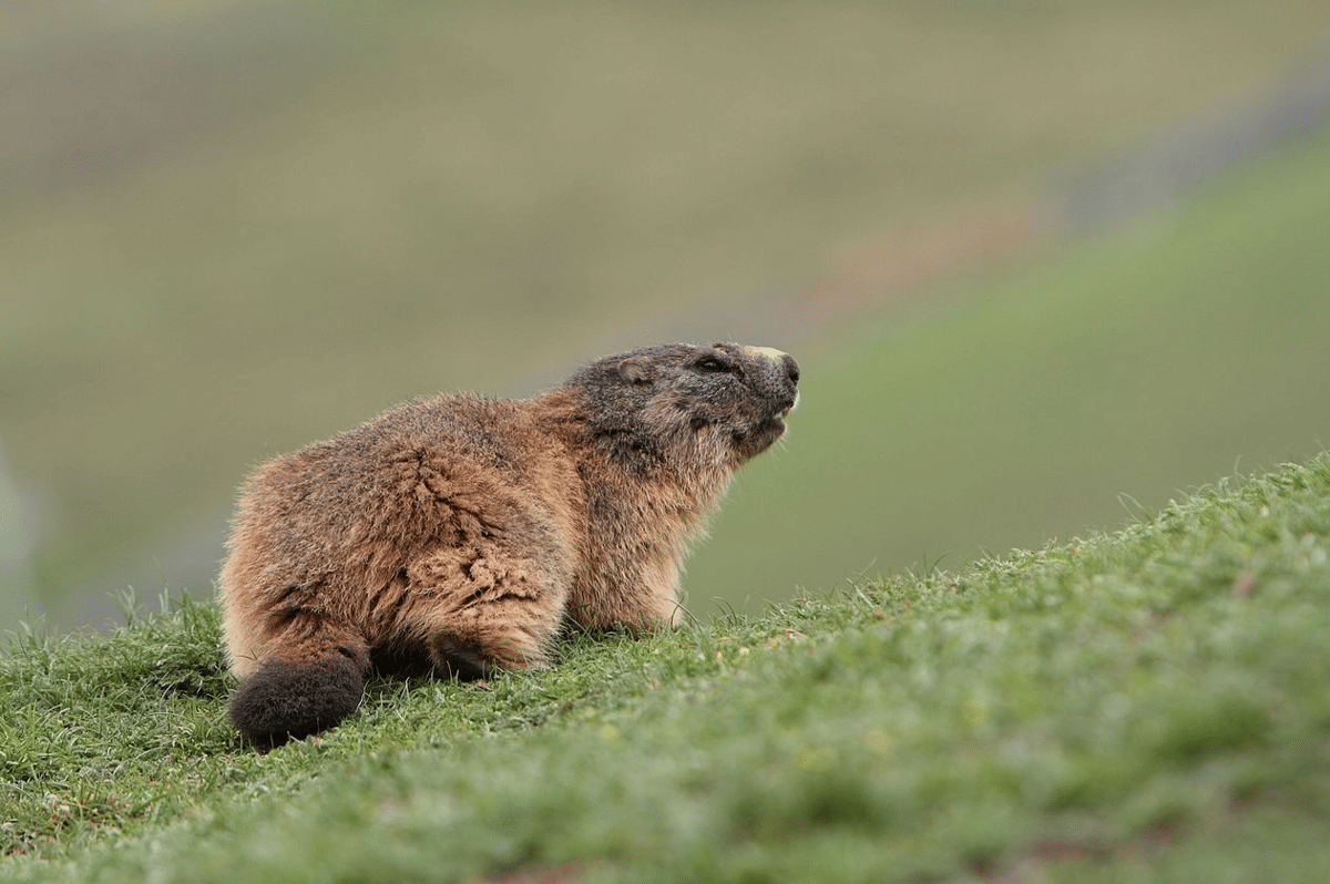 marmot tanah