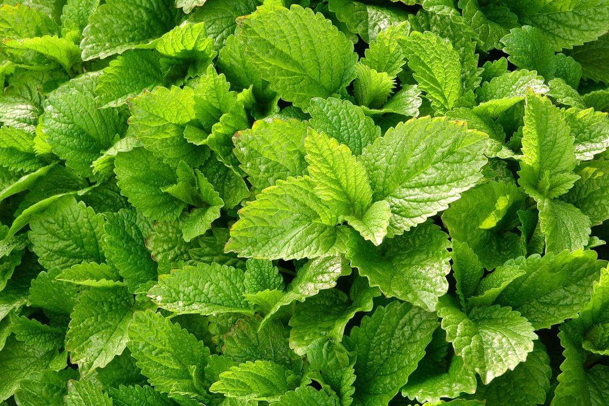 ilustrasi lemon balm