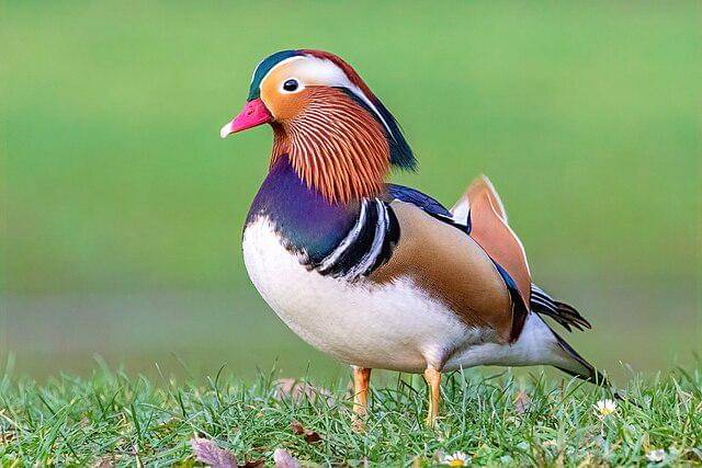 potret mandarin duck