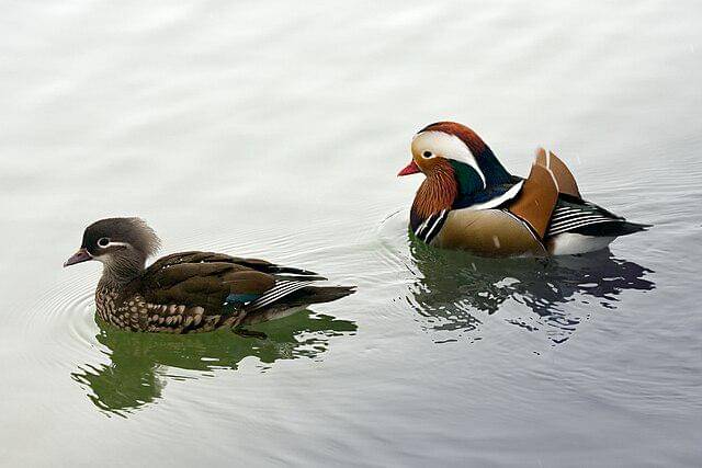 potret mandarin duck