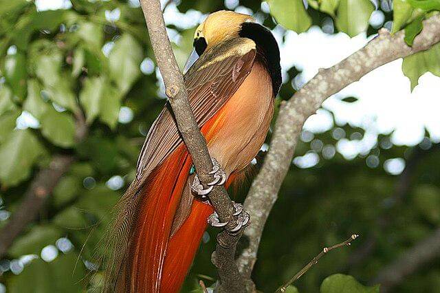 potret burung reggiana bird of paradise