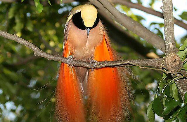 potret burung reggiana bird of paradise