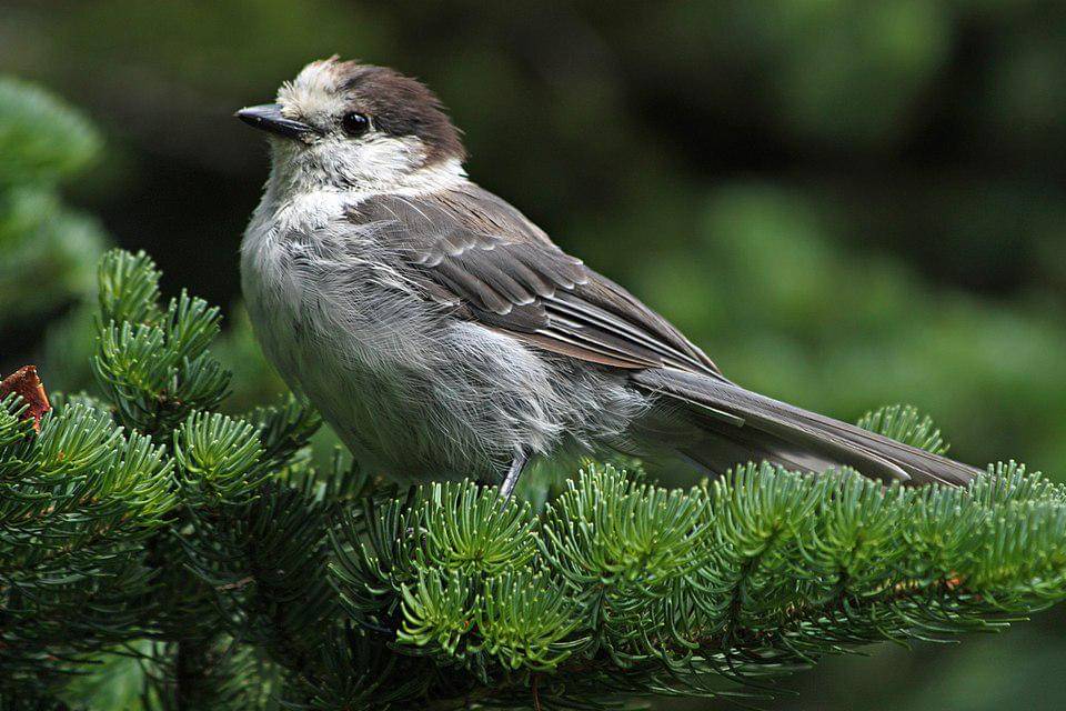 potret celung kanada yang imut