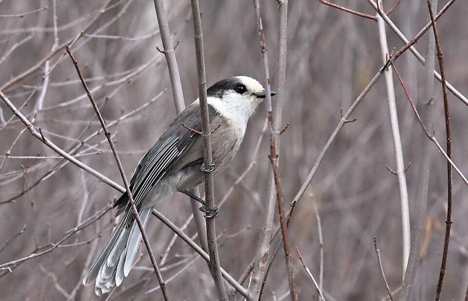 celung kanada bertengger di ranting yang membeku