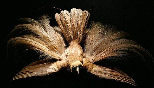 potret burung reggiana bird of paradise 