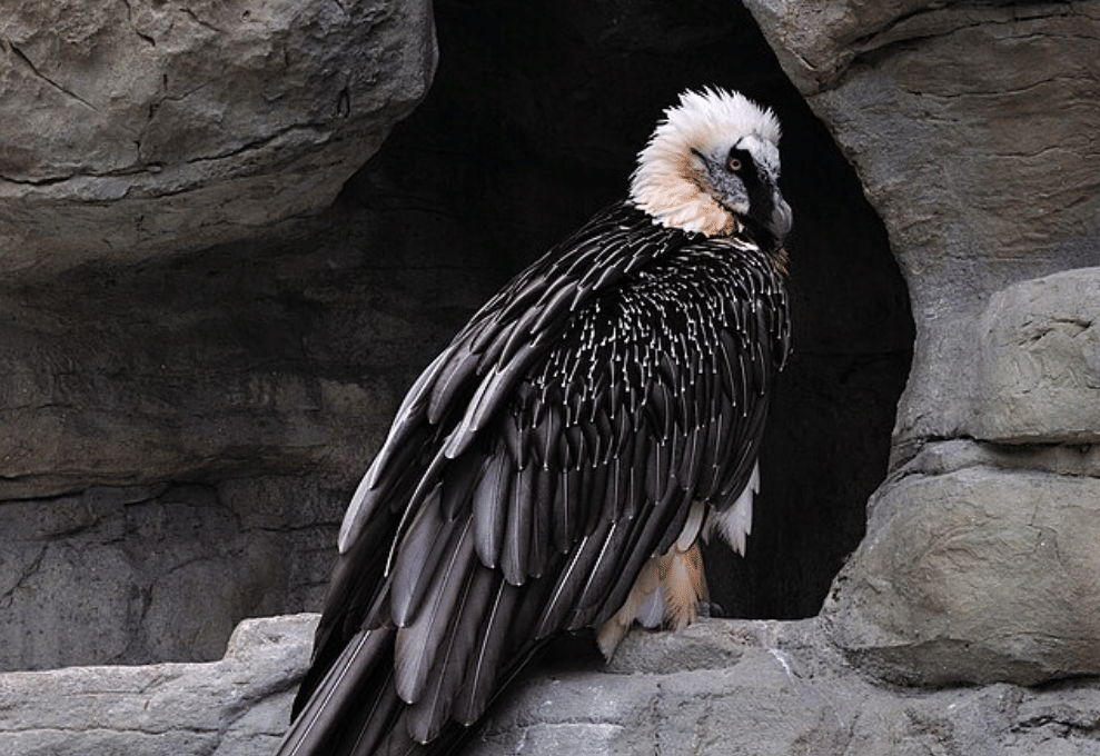 potret burung bearded vulture