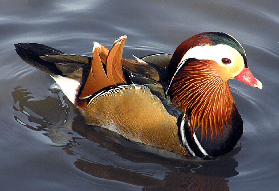 potret mandarin duck