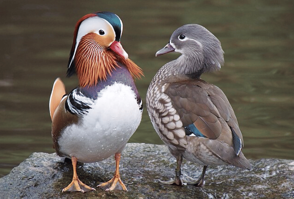 potret mandarin duck