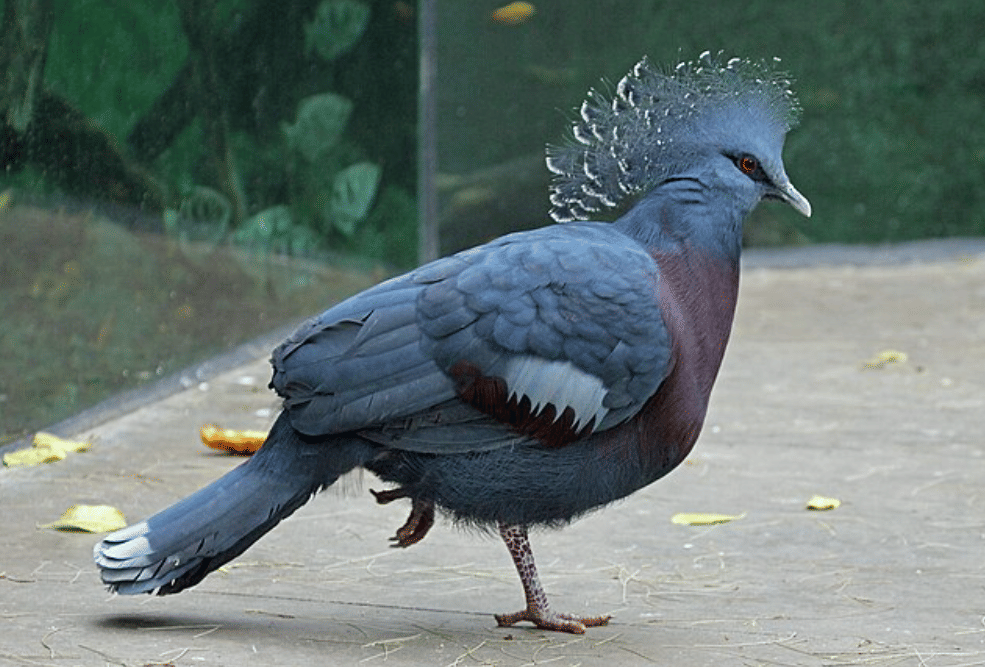 potret burung victoria crowned pigeon