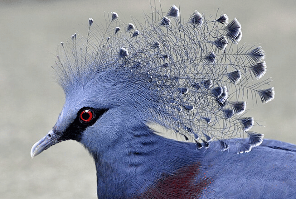 potret burung victoria crowned pigeon