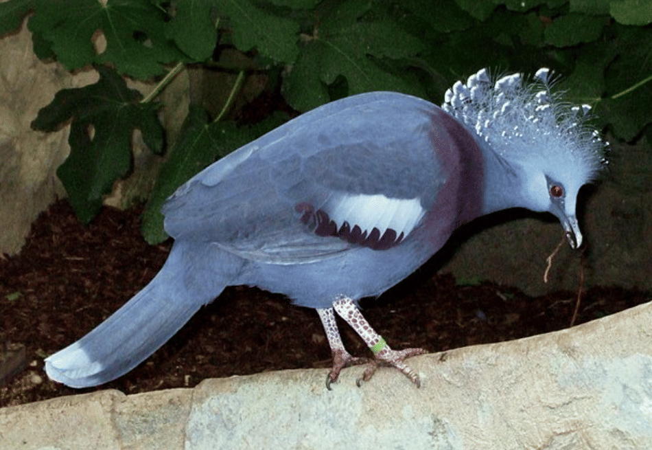 potret burung victoria crowned pigeon