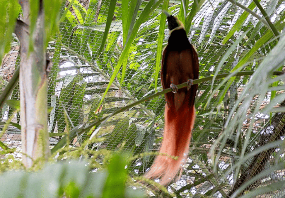 potret burung reggiana bird of paradise