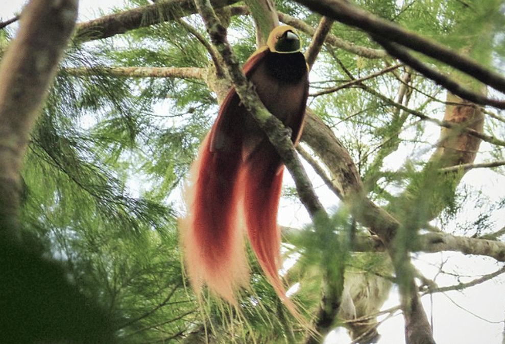 potret burung reggiana bird of paradise