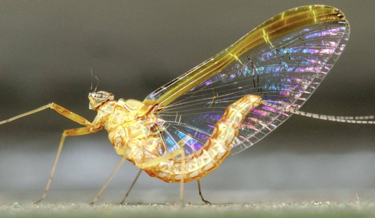 Serangga dengan Masa Hidup Terpendek, Cuma Sehari Doang