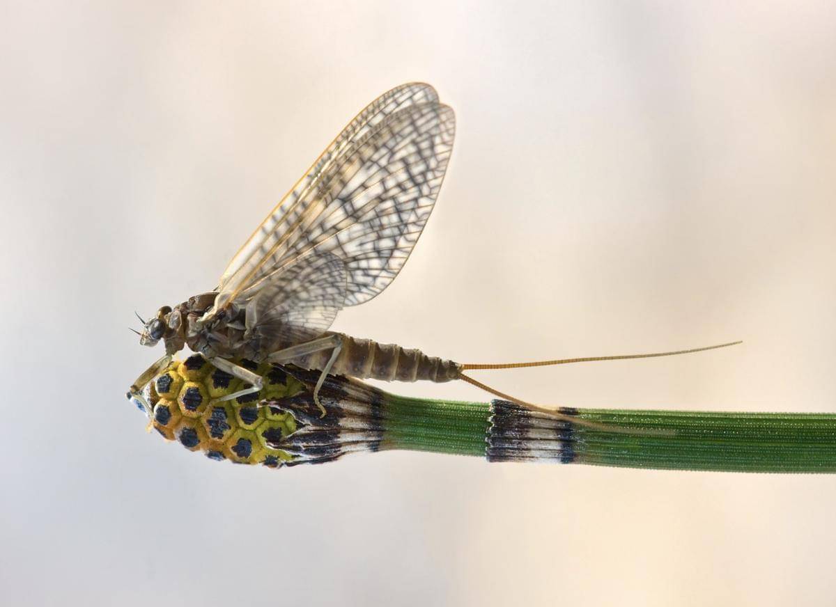 Serangga dengan Masa Hidup Terpendek, Cuma Sehari Doang