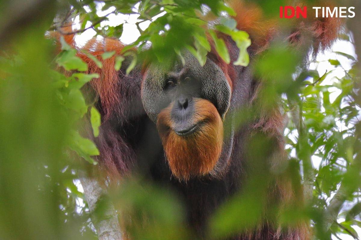 Orangutan Tapanuli ARFL6523 - Copy.JPG