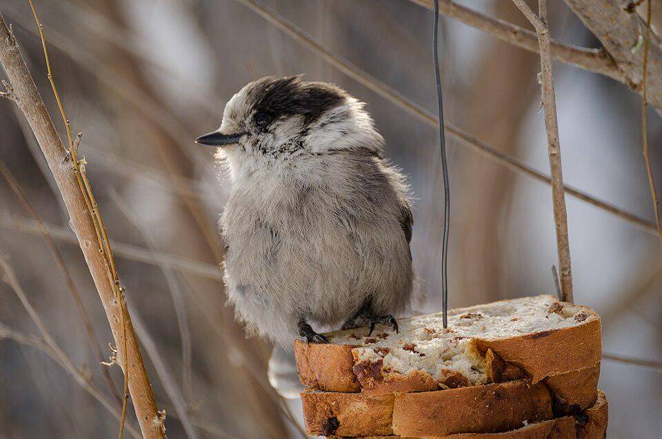 celung kanada memakan roti yang diletakkan manusia