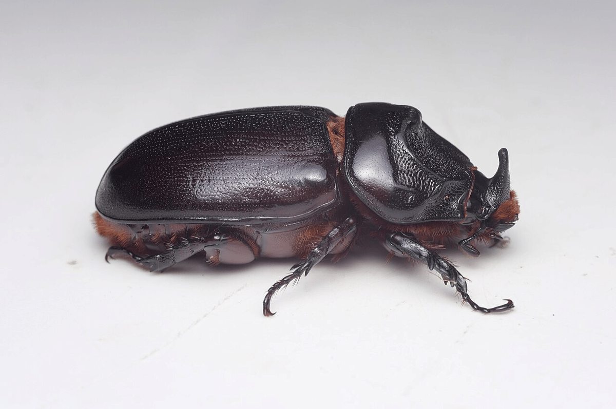 kumbang badak kelapa