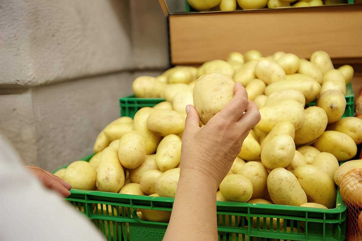 Ilustrasi memilih kentang