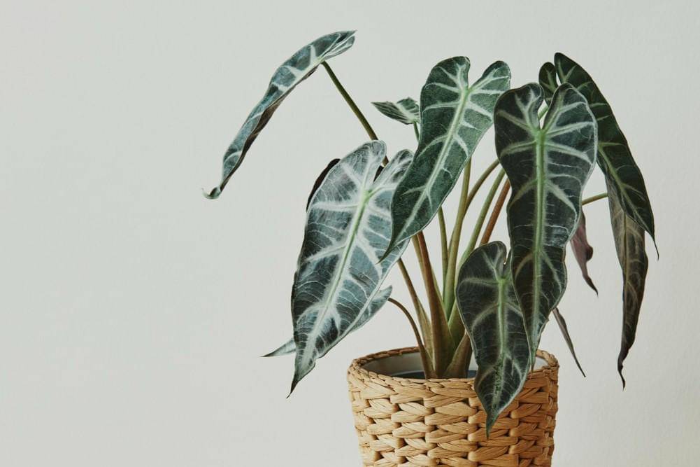 ilustrasi tanaman alocasia