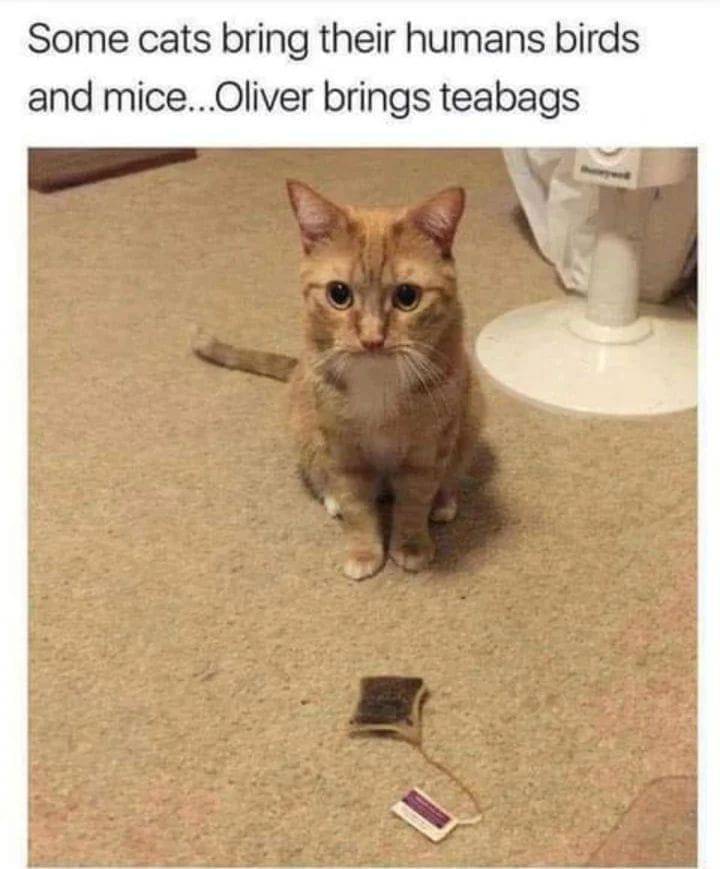 meme kucing tentang teh