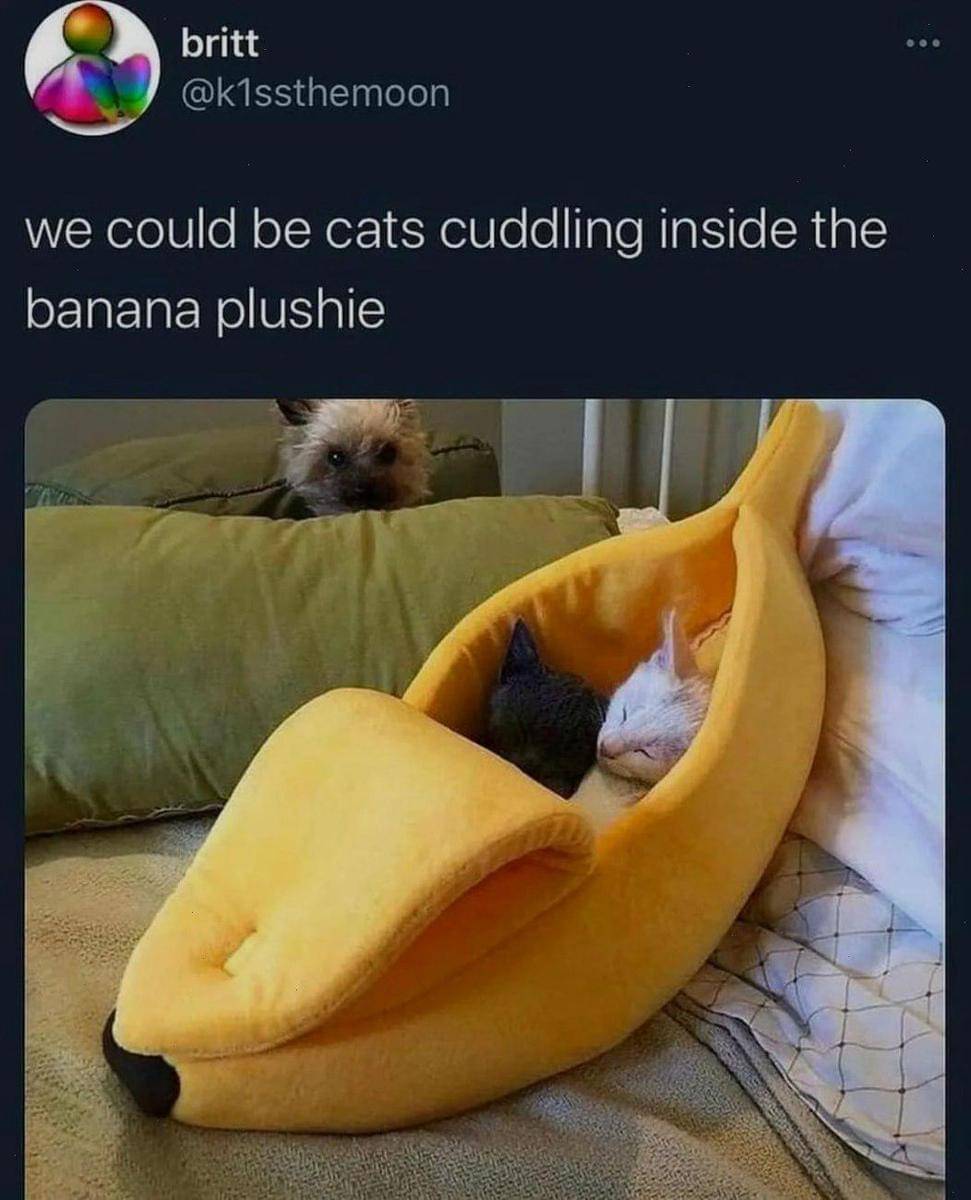 meme kucing dan anjing