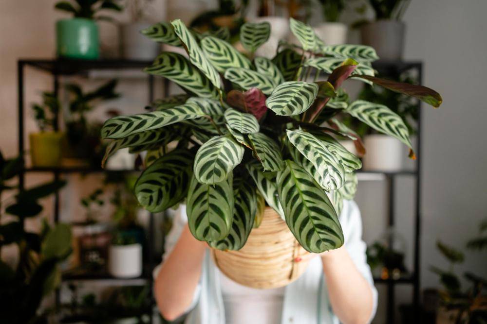 ilustrasi tanaman calathea