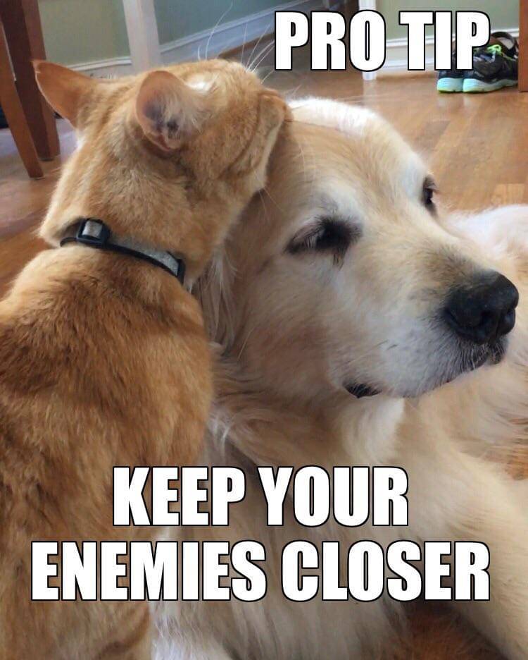 meme kucing dan anjing