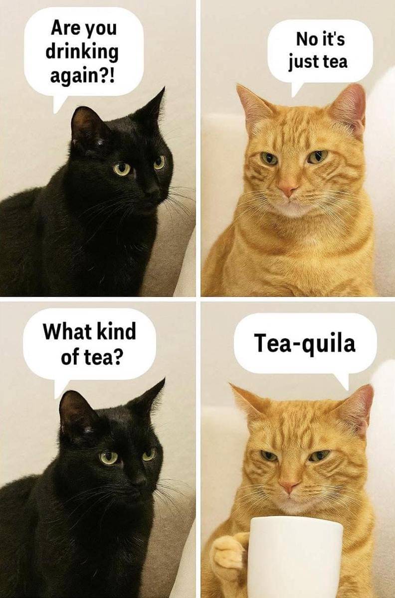 meme kucing tentang teh