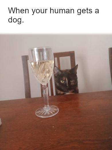 meme kucing dan anjing