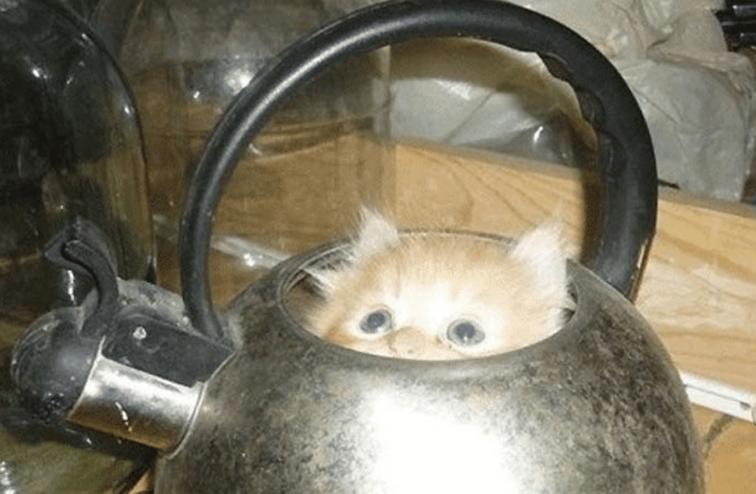 meme kucing tentang teh