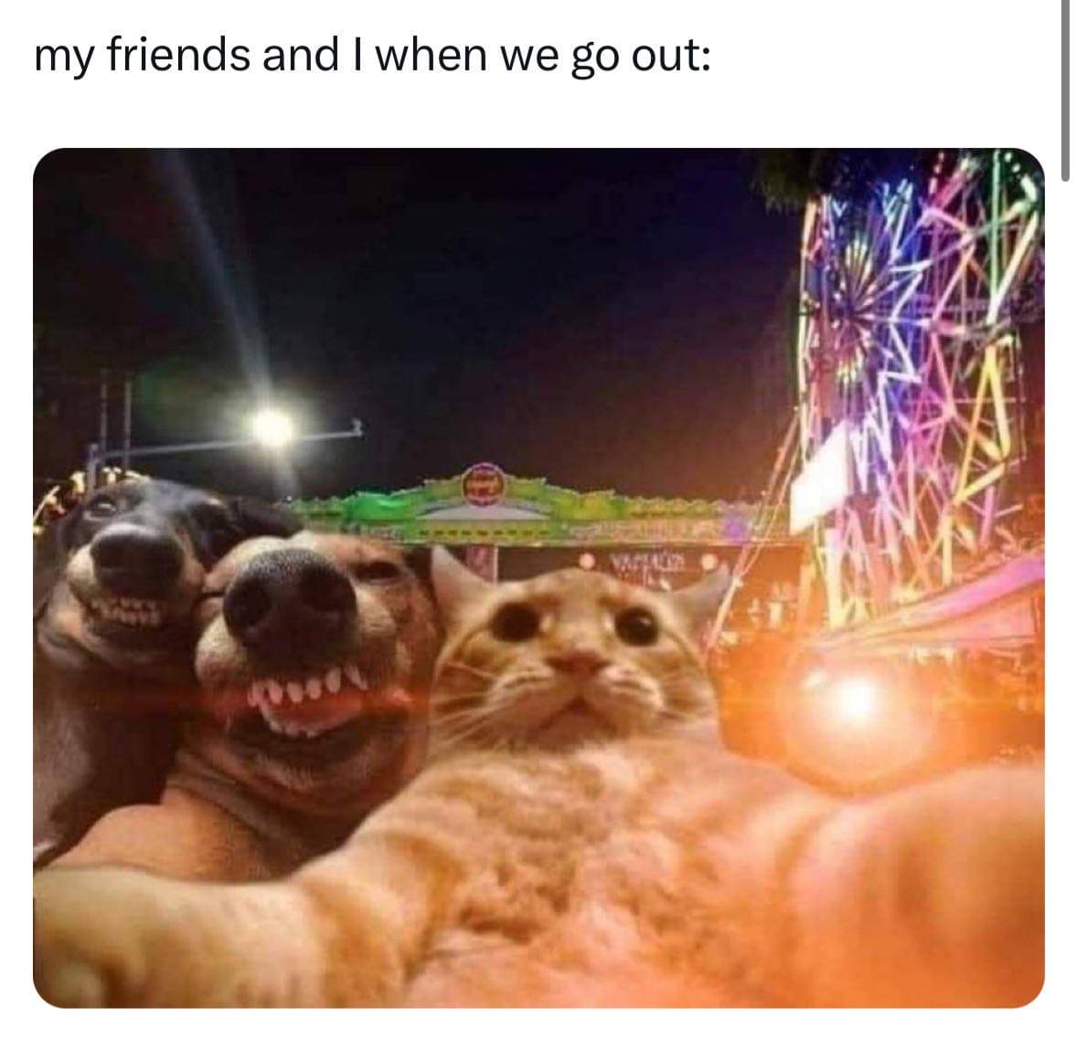 meme kucing dan anjing