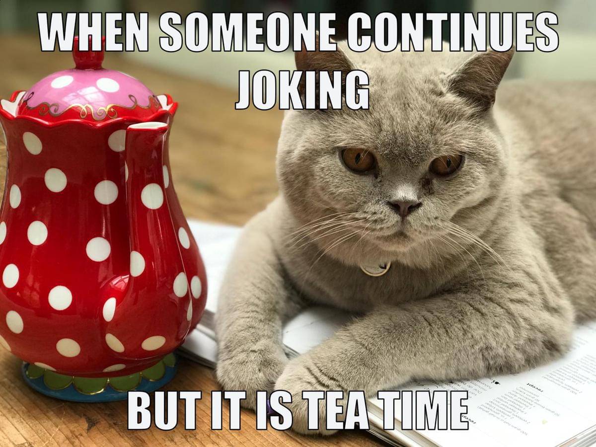 meme kucing tentang teh