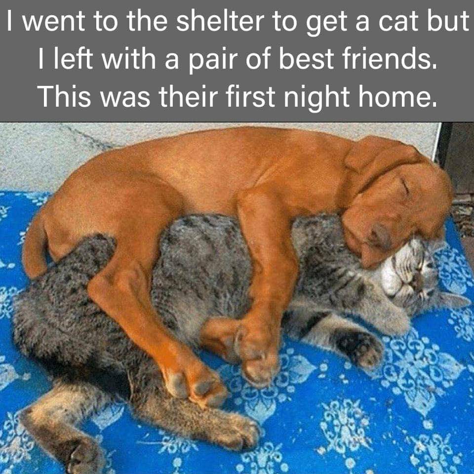 meme kucing dan anjing