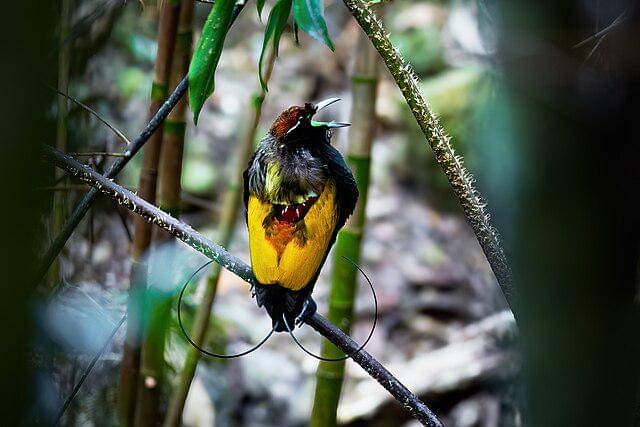 Cenderawasih belah rotan