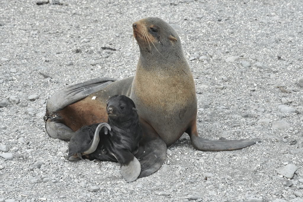 anjing laut berbulu utara