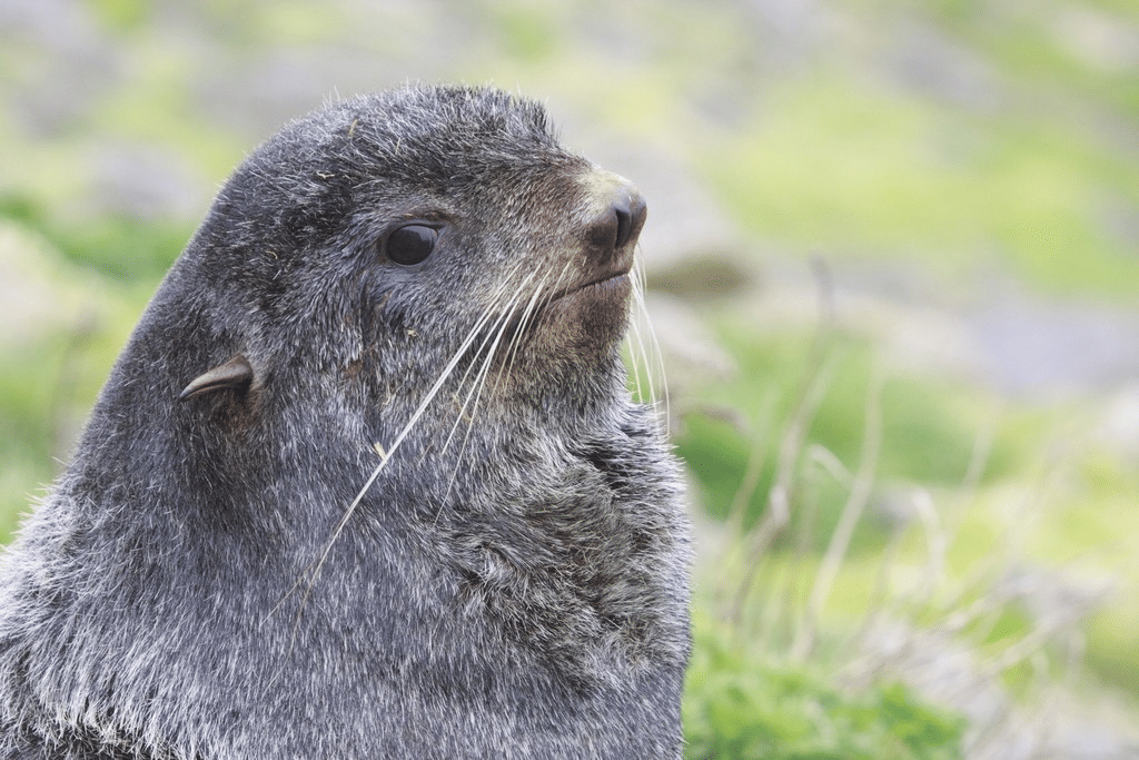 anjing laut berbulu utara