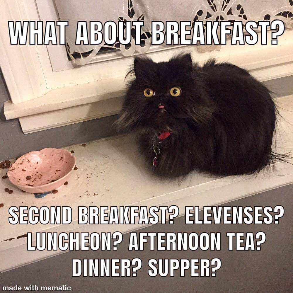 meme kucing tentang teh