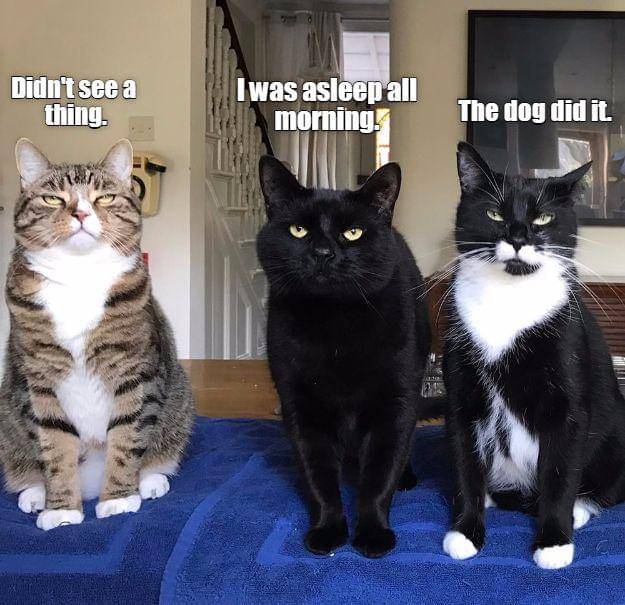 meme kucing dan anjing