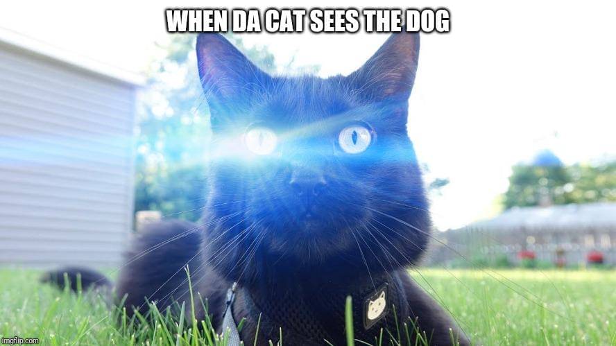 meme kucing dan anjing