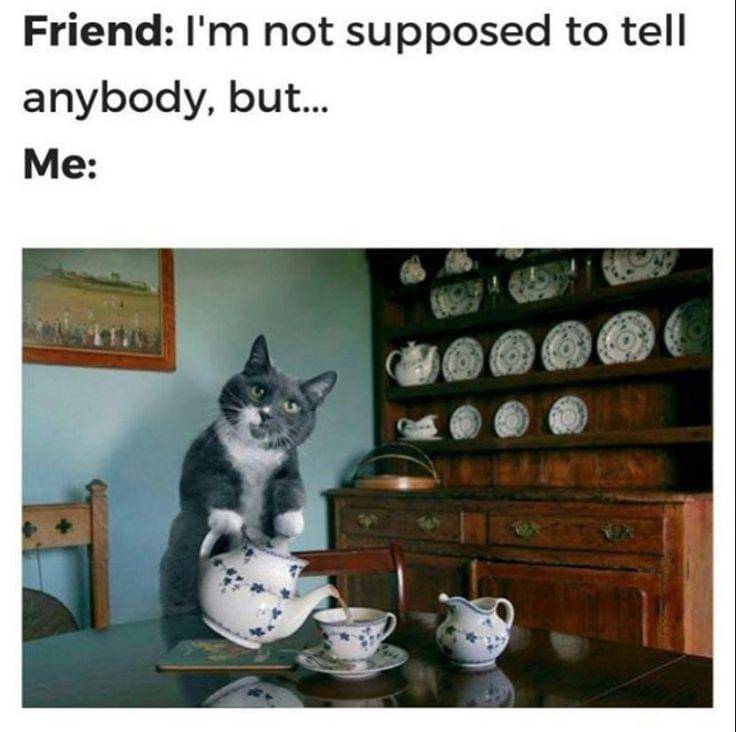 meme kucing tentang teh