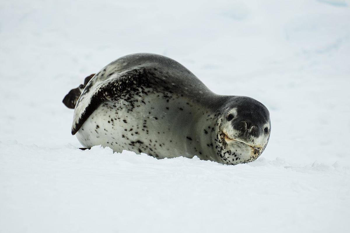 anjing tutul macan tutul