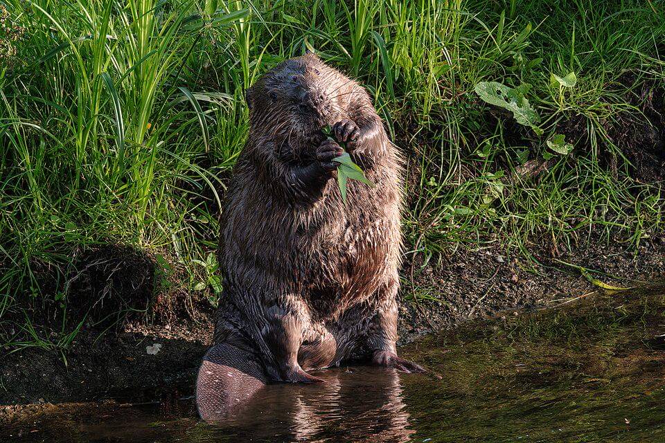 Biwara eurasia asyik makan daun.