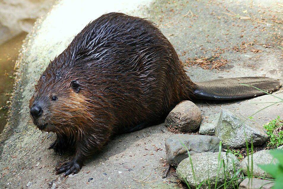 tampilan sekujur tubuh biwara eurasia