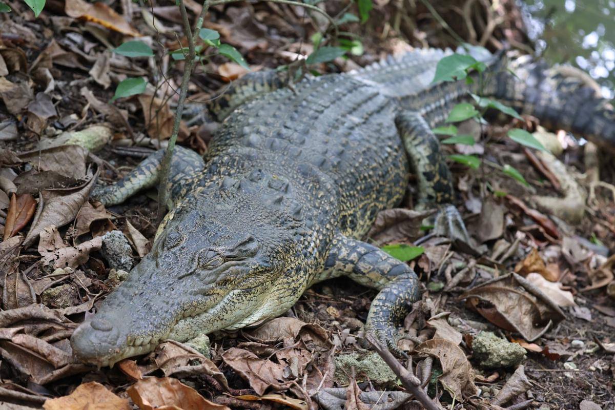 potret buaya air asin, penghuni perairan di sekitar Darwin 