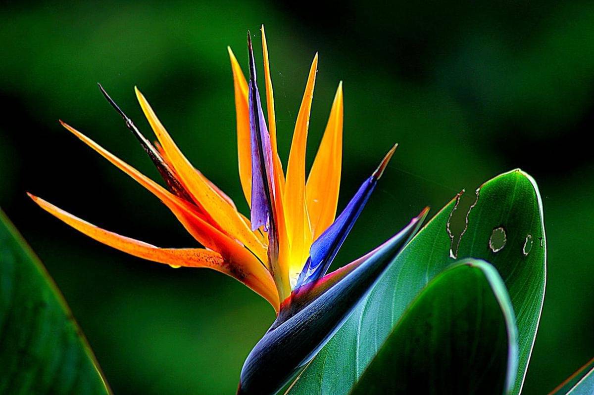 ilustrasi tanaman Bird of paradise