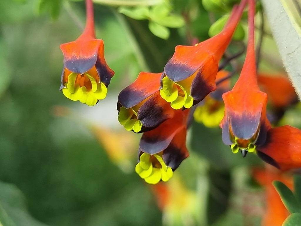 Tropaeolum tricolor
