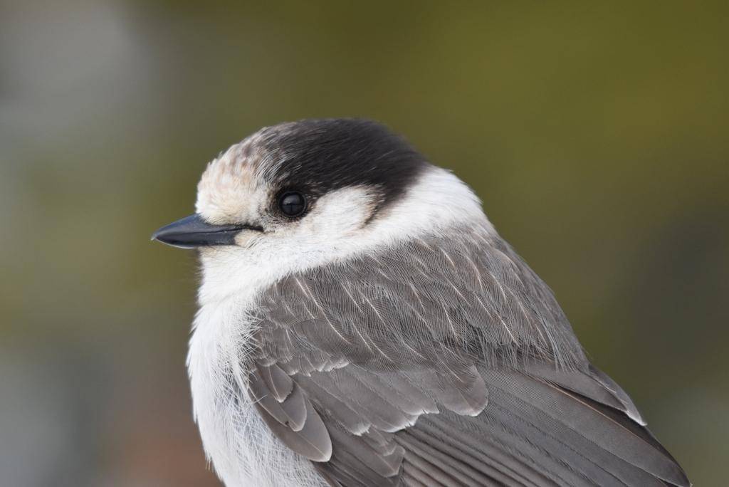 Canada Jay