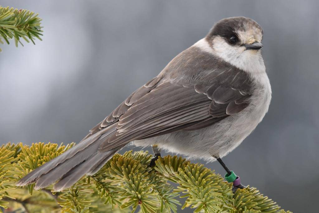 Canada Jay