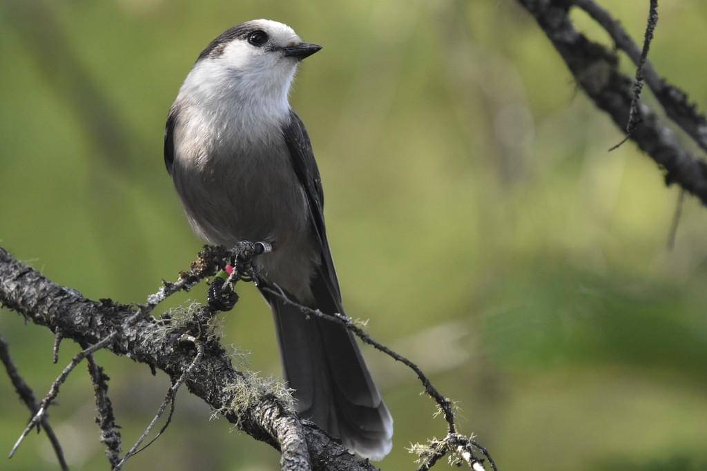 Canada Jay